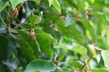 brown bullet wood bud flower hanging on branch tree. fresh of green leaves in botany garden.