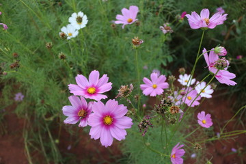 flowers in the garden