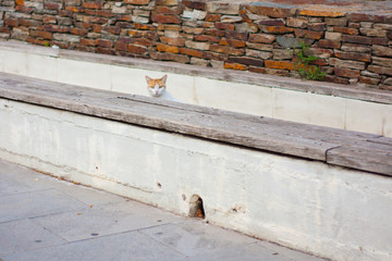 Gato al acecho