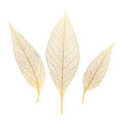 Gold leaf veins isolated. Vector illustration. EPS 10