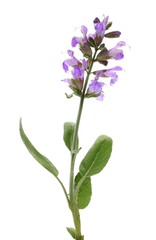 Salvia farinacea, Blue salvia, Mealy sage flowers blooming with leaves, isolated on white background, with clipping path