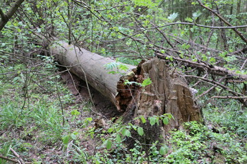 Naklejka na ściany i meble tree stump in forest