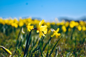 field of yellow flowers