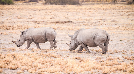 Obraz premium White Rhinoceros in the Khama Rhino Sanctuary, Botswana