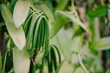 Vanilla plantation. La Digue island rural landscape. Nature of Seychelles islands