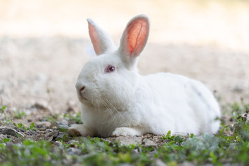 White rabbit outdoors.Close up bunny rabbit in agriculture farm.Rabbits are small mammals in the...