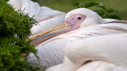 great white pelican birds in wildlife reserve 