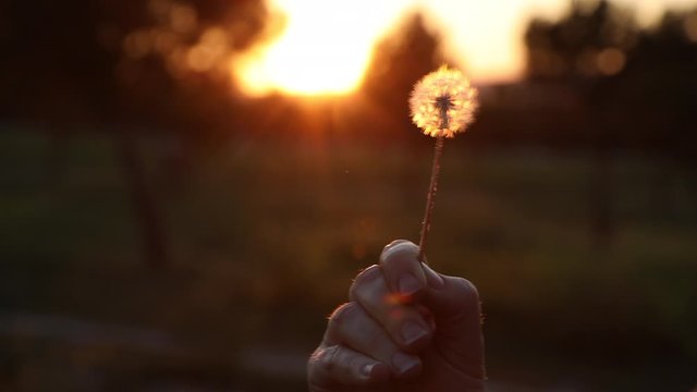 unrecognizable woman blowing on the ripened dandelion in the evening against the background of the sunset sun