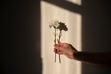romantic spring-summer love story courtship concept, photo of a hand holding a white flower with...