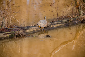 Turtle on a log in the water