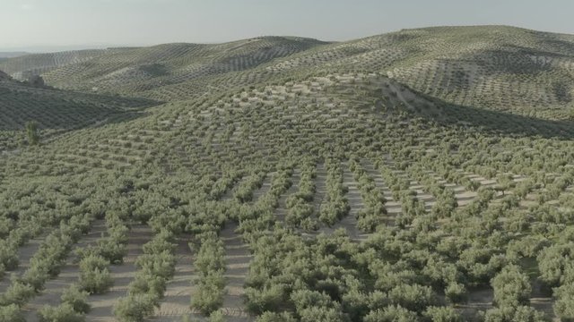 Drone view of a rural scene made up of rows of olive trees symmetrically at sunset