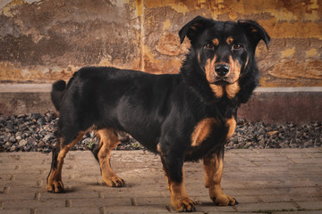 The portret of a dog