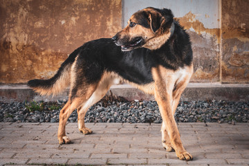 Portrait of a dog