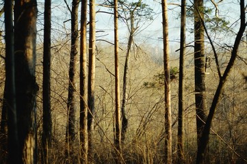 coniferous forest in the rays of the setting sun. Trunks of fir trees at sunset