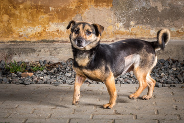 The portret of a dog