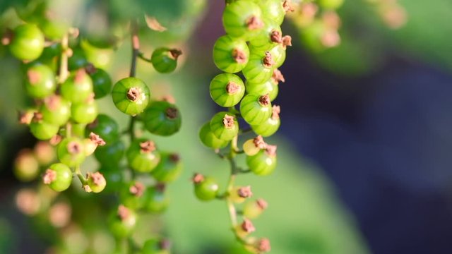 Unripe green berries of red currant. Ribes rubrum, redcurrant. Currant bush in early spring
