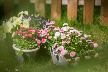 Fototapeta na wymiar Beautiful daisies in a rustic metal pot on green grass. gardening concept