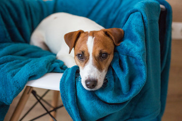 Dog lying on the sofa cozy jack russell 