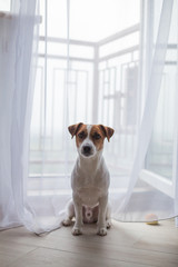 dog at home jack russell terrier