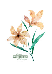 Yellow flower botanical clipart. Watercolor background isolated similar illustration