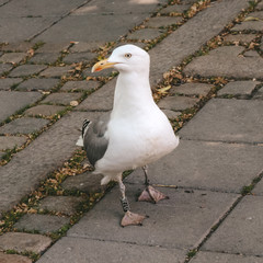 Seagull in the park