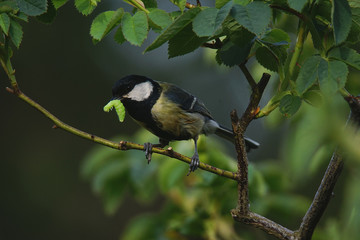 Great Tit on Twig with Caterpillar