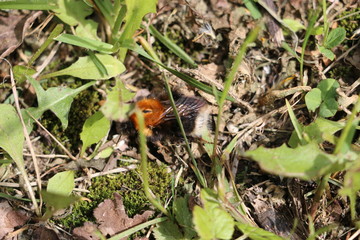 bumblebee in the grass