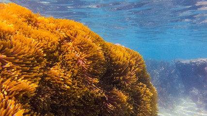 Tahiti Reefs, Moorea
