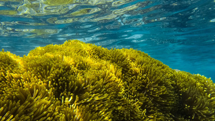 Tahiti Reefs, Moorea