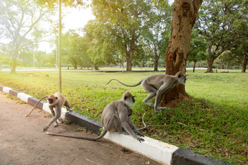 monkeys jumping on the road