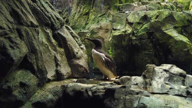 Amazing common murre in the coastline