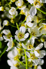 Wild Bird Cherry also known as Prunus Padus tree blossom blooming in spring. Beautiful tender flower on sunny day.