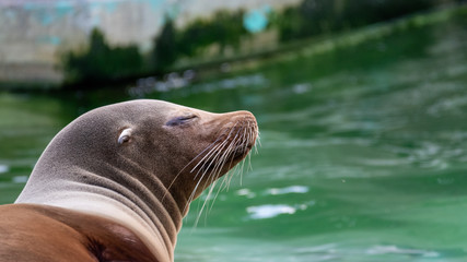 Fototapeta premium sea lion on the rock looking warm and chilled out 