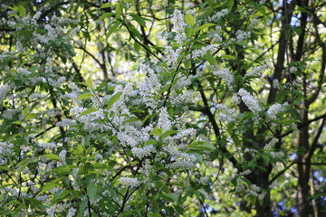 white flowers in the garden