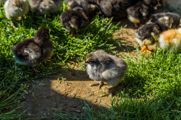 Baby chickens on a grass