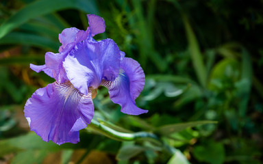 Blue Iris germanica or Bearded Iris on green background in landscaped garden. Beautiful blue very large head of iris flower. Selective focus. There is place for your text.