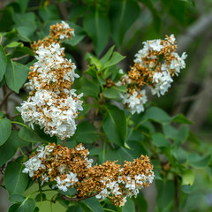 Blossoming lilac tree in late spring with brown dry flowers