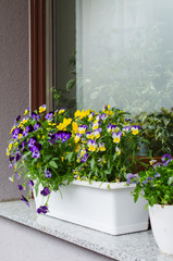 Flower pots with beautiful blooming pansies on balcony. Cozy summer balcony with many potted plants.