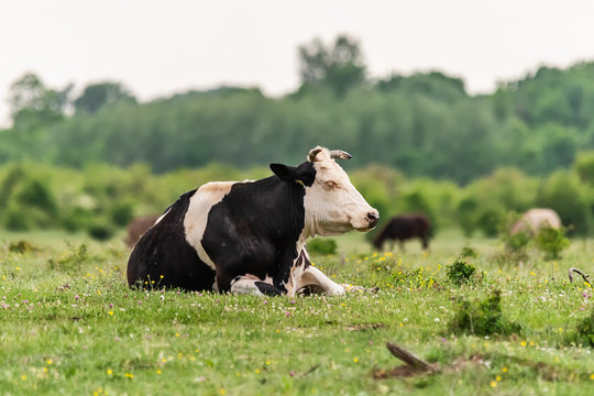 Black and white Cow lying in the green grass 