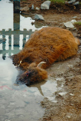 Close-up Of Dead Cow