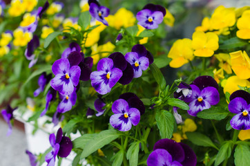 Flower pots with beautiful blooming pansies on balcony. Cozy summer balcony with many potted plants.
