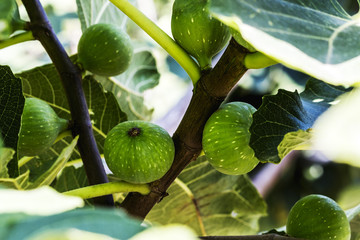 green figs on branches with green leafs, selective focus