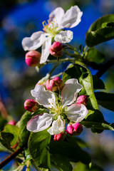 Fototapeta na wymiar Wild pear tree blossom blooming in spring. Beautiful tender flower on sunny day.