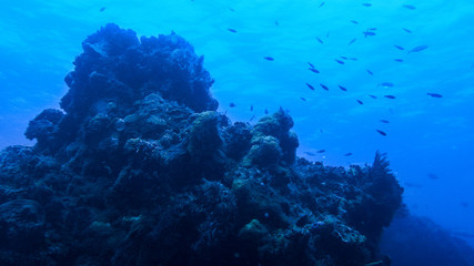 Naklejka na ściany i meble Reef diving in Cozumel