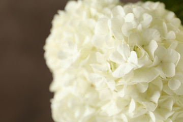 Beautiful hydrangea flowers, close up. Spring plant