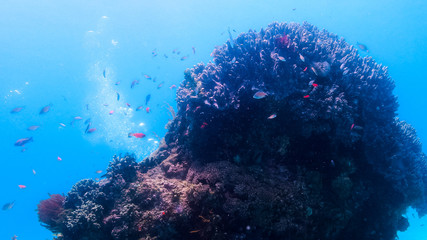 Fototapeta na wymiar Reef in Bal