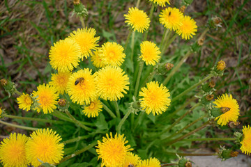 Yellow flowers. Taraxacum officinale - common dandelion is a flowering herbaceous perennial plant of the family Asteraceae - Compositae. A bee collects nectar.