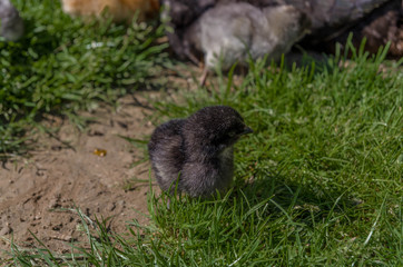 Small black baby chicken