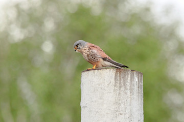 Common kestrel falco tinnunculus male sitting on concrete pillar looking for prey. Cute little bright falcon in wildlife