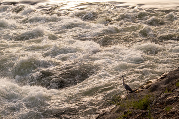 Heron bird standing on the shore above strong, foamy river Sava current on the ouskirts of Zagreb city, Croatia, preying fish